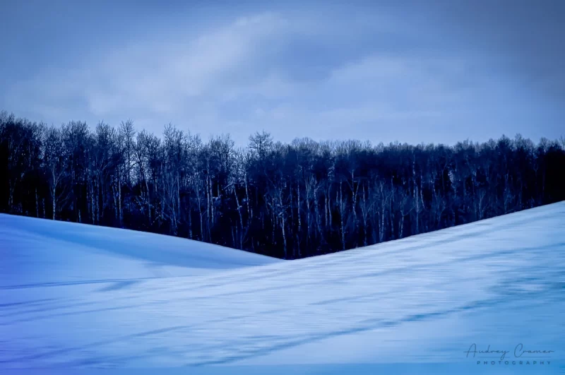 Audrey Cramer Photography's professional quality landscape nature photograph of black trees against very blue sky and snowy hills in Bannock, Idaho