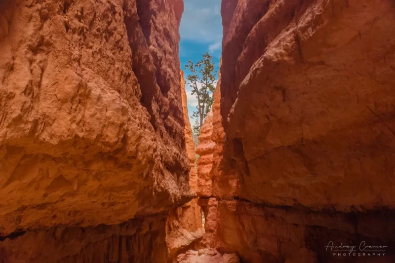 Audrey Cramer Photography's fine art landscape photograph of a slot canyon with a tree at the end in Bryce Canyon National Park Utah