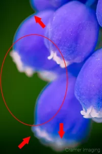 Cramer Imaging's graphic showing a close-up of a photograph of a purple muscari flower with a blurry background demonstrating chromatic aberration