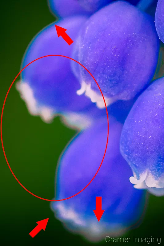 Audrey Cramer Photography's graphic showing a close-up of a photograph of a purple muscari flower with a blurry background demonstrating chromatic aberration