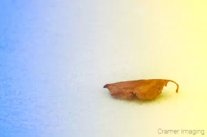 Cramer Imaging's nature photograph of a single leaf on snow with a color balance shift to yellow and blue