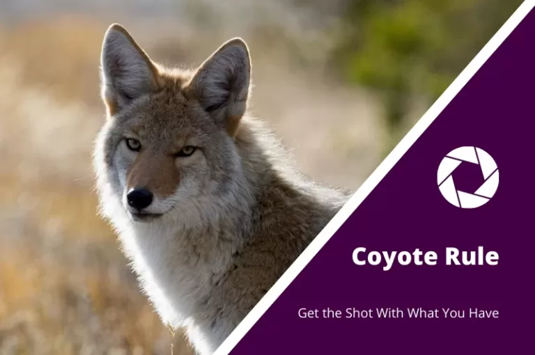 Read more about the article The Coyote Rule