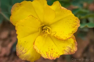 Cramer Imaging's fine art nature macro photograph of a blooming yellow desert flower in Bryce Canyon National Park Utah