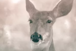 Cramer Imaging's professional quality nature photograph of a female deer or doe head with blurred background in sepia in Rigby, Idaho