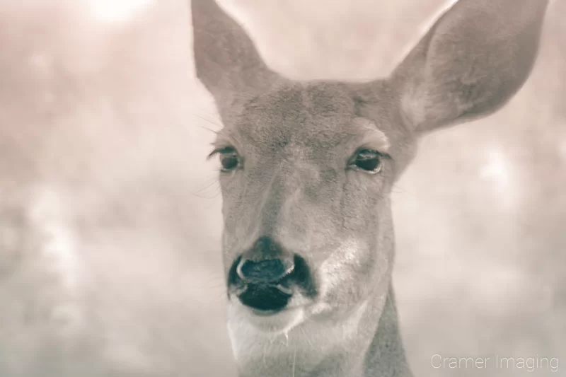 Audrey Cramer Photography's professional quality nature photograph of a female deer or doe head with blurred background in sepia in Rigby, Idaho