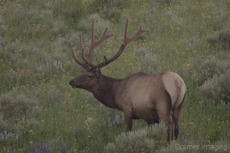 Audrey Cramer Photography's quality wildlife photograph of a six-point male elk, with full antlers, in a wildflower field, looking up