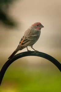 Cramer Imaging's professional nature animal photograph of a wild finch bird perched on a black rod