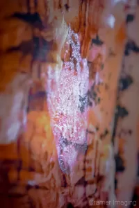 Photograph of a fingerprint on a desert landscape photo print by Cramer Imaging