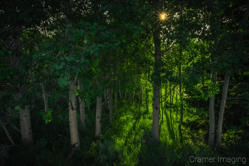 Audrey Cramer Photography's landscape photograph of a quaking aspen grove of trees near Alta, Wyoming with a sunburst or sun star