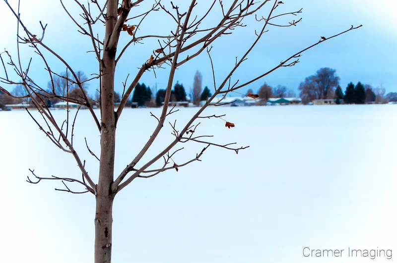 Audrey Cramer Photography's professional nature landscape photograph of a blue toned solitary tree standing against the snow in Pocatello, Bannock, Idaho