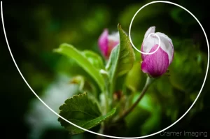 Cramer Imaging's professional quality nature photograph of a blooming apple blossom flower on a tree in Pocatello, Bannock, Idaho