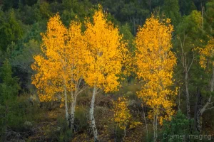 Cramer Imaging's fine art nature photograph of golden yellow leaves on trees in Autumn in Utah