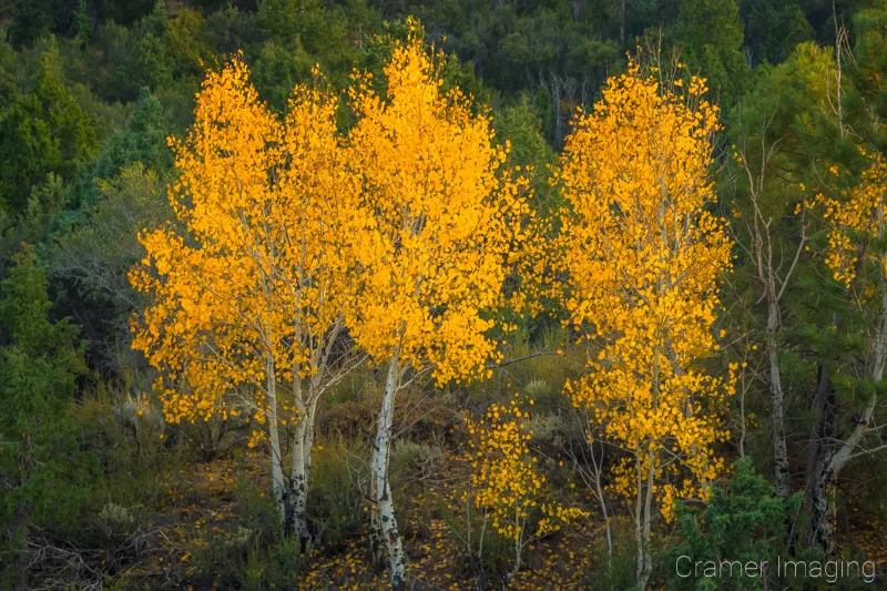 Audrey Cramer Photography's fine art nature photograph of golden yellow leaves on trees in Autumn in Utah