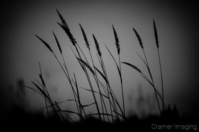 Audrey Cramer Photography's professional quality nature black and white nature photograph of tall grass against sky