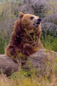 Cramer Imaging's professional quality nature animal photograph of a grizzly bear leaning on a tree stump