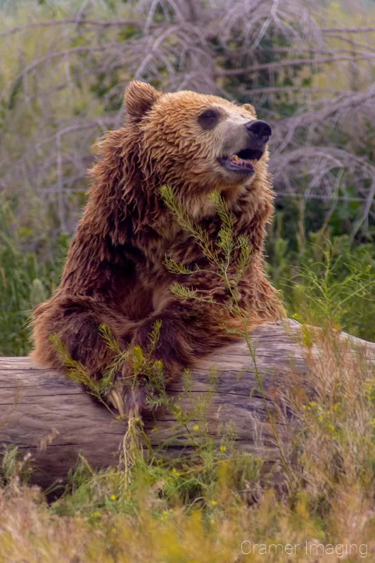 Audrey Cramer Photography's professional quality nature animal photograph of a grizzly bear leaning on a tree stump