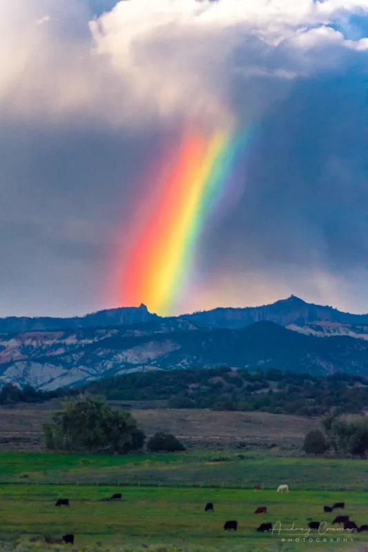 Audrey Cramer Photography's fine art landscape photograph of a rainbow appearing over an idyll or rural landscape with cows in Utah