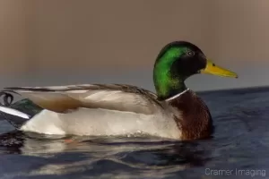 Cramer Imaging's professional nature photograph of an animal, or duck, or bird swimming in a fountain in Logan, Utah