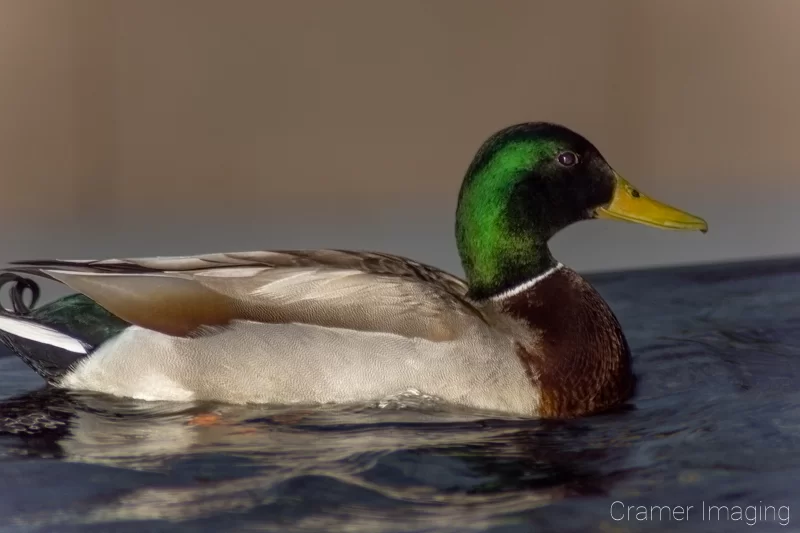 Audrey Cramer Photography's professional nature photograph of an animal, or duck, or bird swimming in a fountain in Logan, Utah