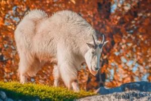 Cramer Imaging's professional quality nature photograph of a white mountain goat climbing a rock pile with autumn leaves in Rigby, Idaho