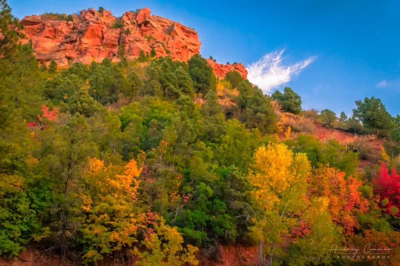 Audrey Cramer Photography's fine art landscape photograph of fall or autumn colors on hillside in Kolob Canyon Zion National Park Utah with blue skies