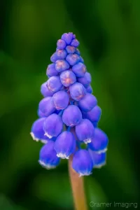 Cramer Imaging's nature photograph of a purple muscari flower with a blurry background demonstrating chromatic aberration