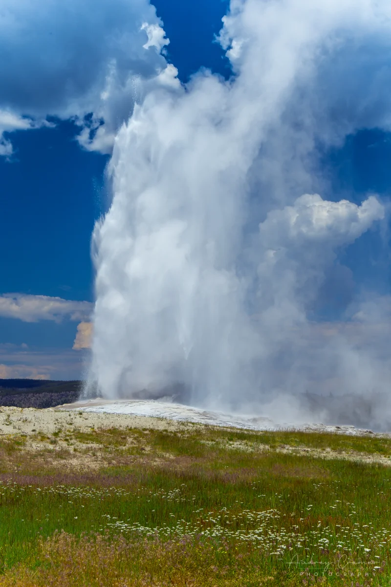 Audrey Cramer Photography's quality landscape photograph of Old Faithful erupting in Yellowstone National Park with wildflowers in front