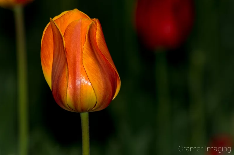 Audrey Cramer Photography's professional quality nature photograph of an orange tulip flower against a green background