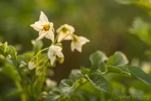 Cramer Imaging's fine art nature macro photograph of potato flowers in bloom in the field in American Falls, Idaho