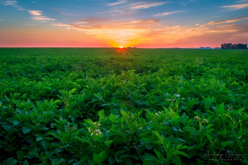 Audrey Cramer Photography's fine art landscape photograph of the sun rising over a green and flowering potato field in Aberdeen, Idaho