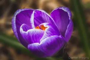 Cramer Imaging's fine art nature macro photograph of a purple crocus flower opening up for springtime