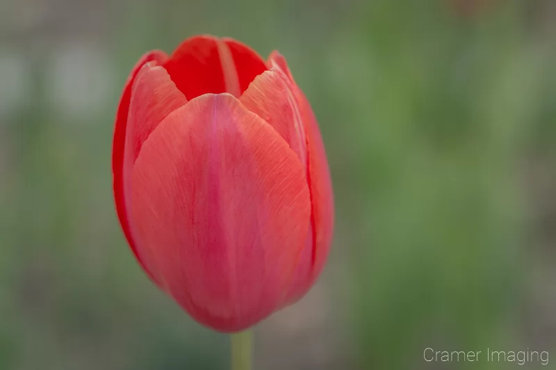 Audrey Cramer Photography's fine art nature photograph of a red tulip against a green and blurry background