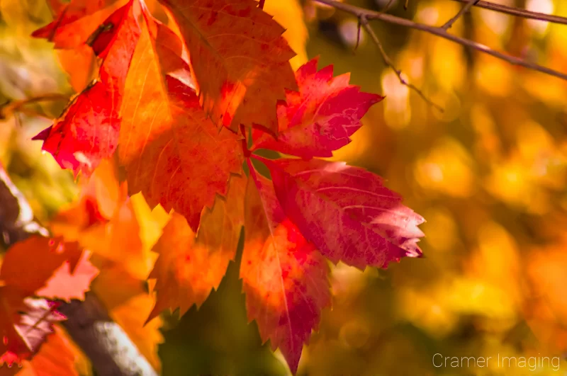 Audrey Cramer Photography's professional quality nature photograph of red sunlit autumn or fall Virginia Creeper leaves