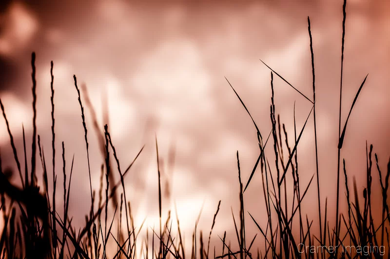 Professional quality nature photograph of sepia toned wild grass against sky and clouds