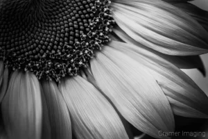 Cramer Imaging's fine art nature black and monochrome photograph of part of a sunflower in black and white