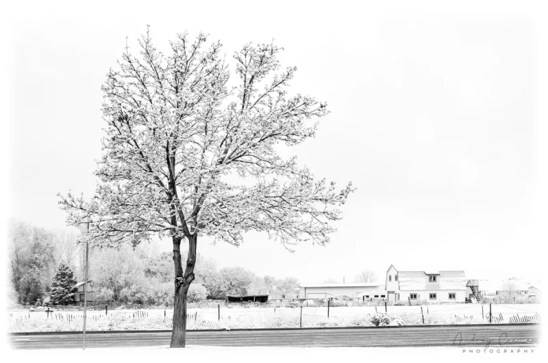 Audrey Cramer Photography's professional quality fine art nature photograph of a solitary tree covered in snow in Pocatello, Bannock, Idaho