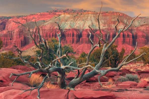 Cramer Imaging's professional quality landscape photograph of a tree against the red cliffs of Capitol Reef National Park Utah