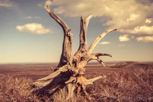 Cramer Imaging's professional quality nature photograph of a sun-bleached stump in weeds in Craters of the Moon National Monument