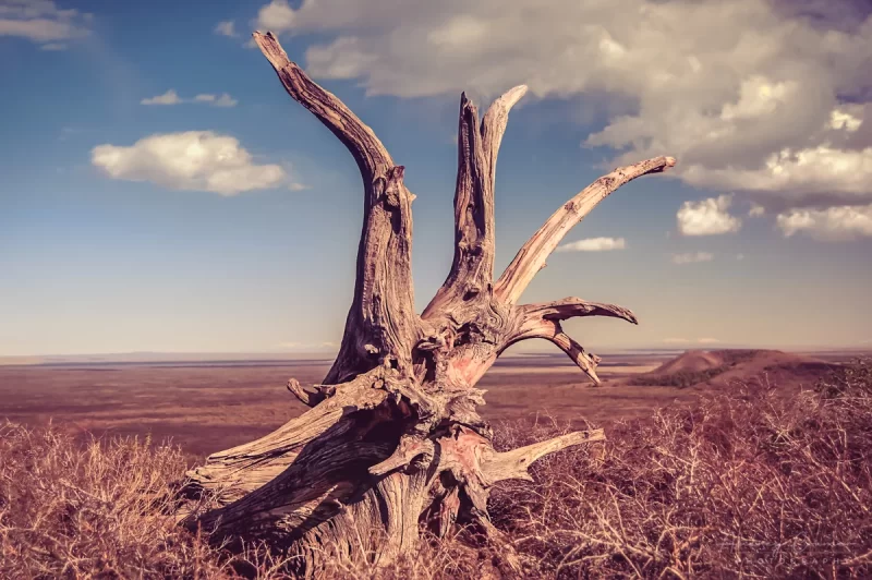 Audrey Cramer Photography's professional quality nature photograph of a sun-bleached stump in weeds in Craters of the Moon National Monument