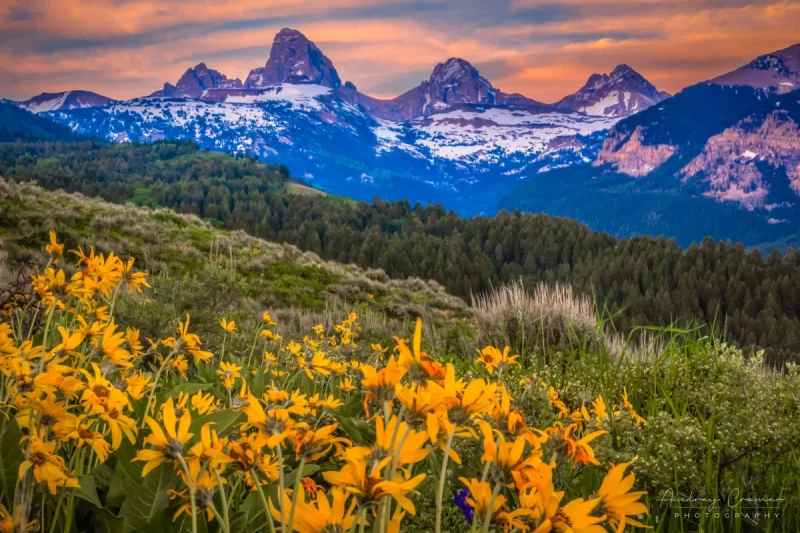 Audrey Cramer Photography's fine art landscape photograph of the Teton mountains with wild sunflowers in front at sunset in Wyoming