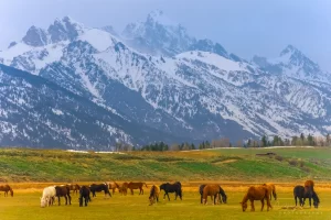 Audrey Cramer Photography's fine art landscape photograph of horses grazing in a field against the Teton Mountains of Wyoming