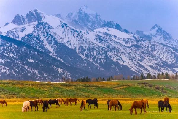 Cramer Imaging's fine art landscape photograph of horses grazing in a field against the Teton Mountains of Wyoming