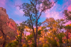 Cramer Imaging's fine art landscape photograph of fall or autumn leaves on trees with a colorful sky at Zion's National Park, Utah