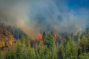 Read more about the article Wildfire Season