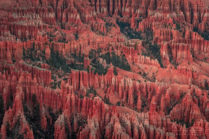 Audrey Cramer Photography's fine art landscape photograph of the red hoodoos of Bryce Canyon, Utah from above