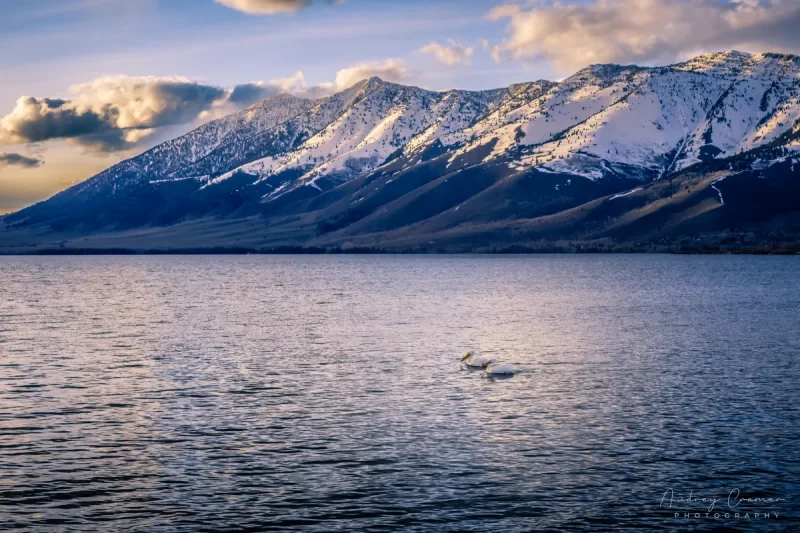 Audrey Cramer Photography's landscape and nature photograph of Henry's Lake, Island Park, Idaho with snow-capped mountains and white pelicans swimming