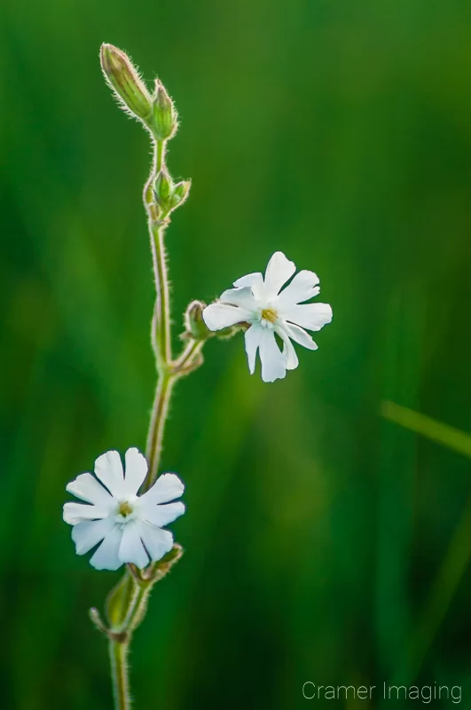 Professional quality nature macro photograph of blooming white wildflowers against green by Audrey Cramer Photography