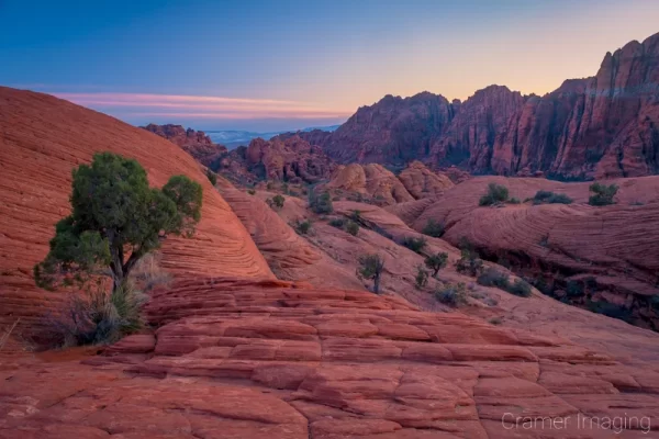 Cramer Imaging's fine art landscape photograph of green trees growing in layered and wrinkled red rocks at sunset in Snow Canyon State Park, Utah