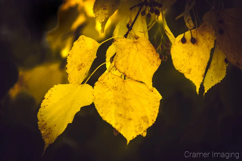 Audrey Cramer Photography's professional quality nature photograph of yellow little leaf linden leaves on tree branch