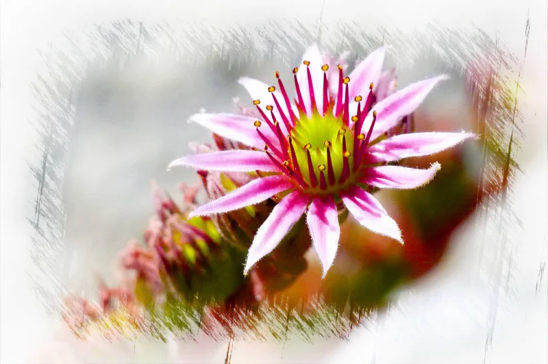 Digital art image of a pink flower